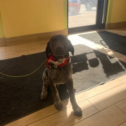 Pointer puppy by the St. Catharines Animal Hospital front desk